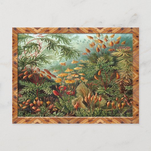 Ernst Haeckel Art Print: Muscinae Postkarte (Vorderseite)