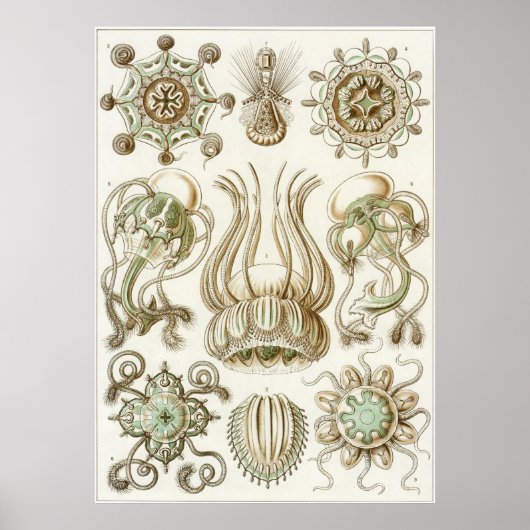 Ernst Haeckel Art Print: Narcomedusae Poster (Vorne)