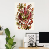 Ernst Haeckel Art Print: Nepenthaceae Poster (Heimbüro)