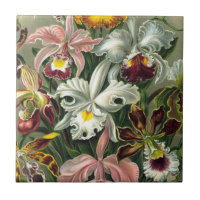 Ernst Haeckel Art Print, Orchidae Oncidiums, Tulpe