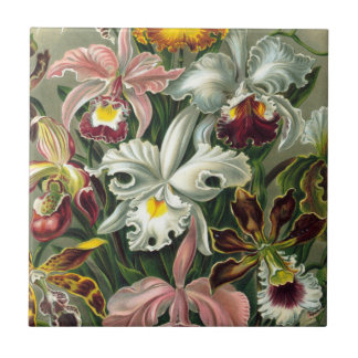 Ernst Haeckel Art Print, Orchidae Oncidiums, Tulpe Fliese