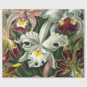 Ernst Haeckel Art Print, Orchidae Oncidiums, Tulpe Geschenkpapier (Flach)
