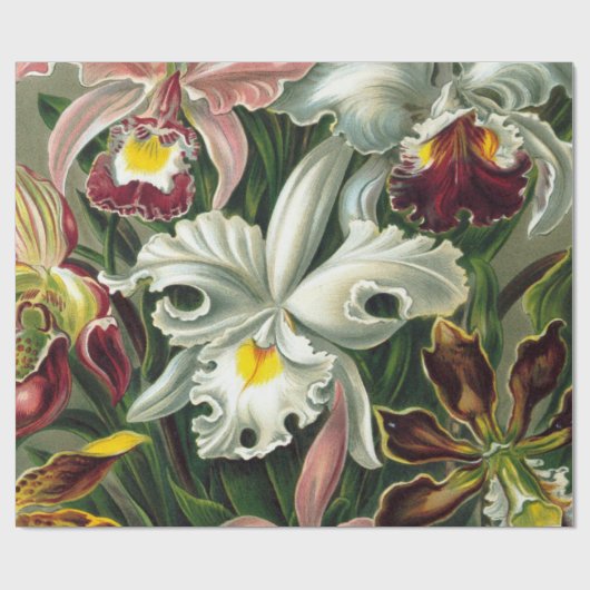 Ernst Haeckel Art Print, Orchidae Oncidiums, Tulpe Geschenkpapier (Flach)