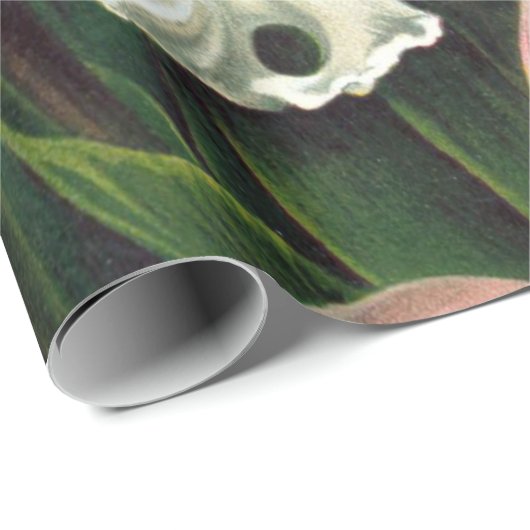 Ernst Haeckel Art Print, Orchidae Oncidiums, Tulpe Geschenkpapier (Rolleneckpunkt)