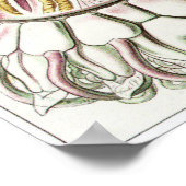 Ernst Haeckel Art Print: Peromedusae Poster (Ecke)