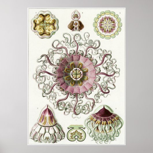Ernst Haeckel Art Print: Peromedusae Poster (Vorne)