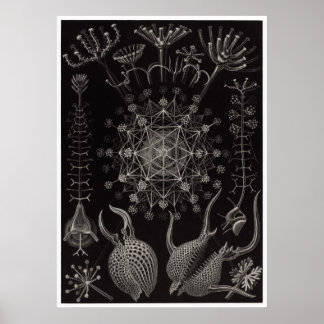 Ernst Haeckel Art Print: Phaeodaria Poster