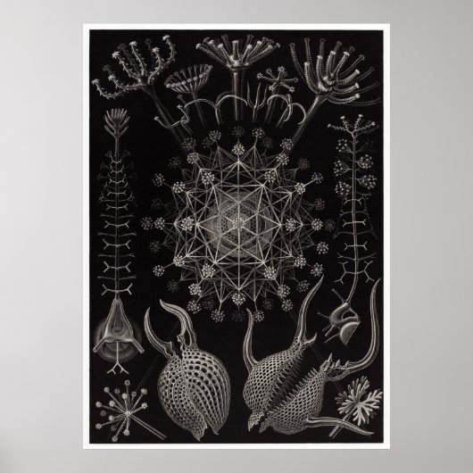 Ernst Haeckel Art Print: Phaeodaria Poster (Vorne)