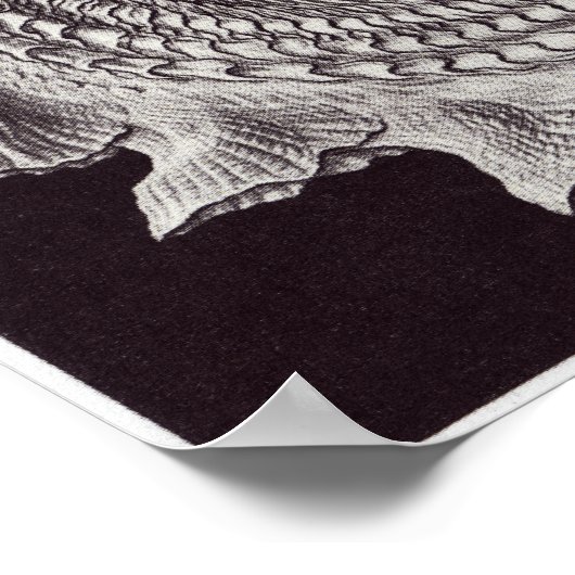 Ernst Haeckel Art Print: Prosobranchia Poster (Ecke)