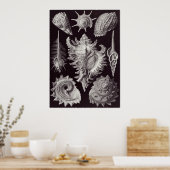 Ernst Haeckel Art Print: Prosobranchia Poster (Küche)