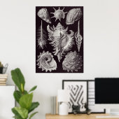 Ernst Haeckel Art Print: Prosobranchia Poster (Heimbüro)