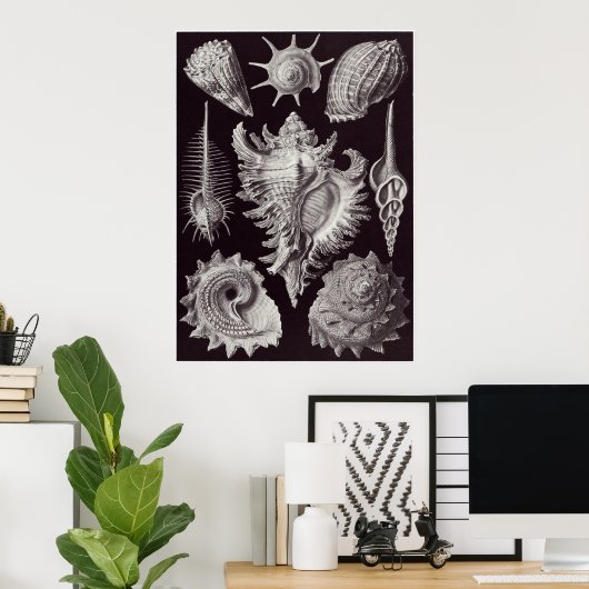 Ernst Haeckel Art Print: Prosobranchia Poster (Heimbüro)