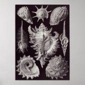Ernst Haeckel Art Print: Prosobranchia Poster (Vorne)