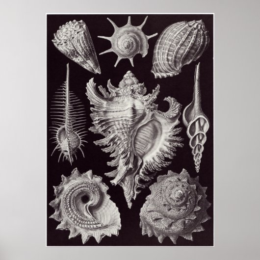 Ernst Haeckel Art Print: Prosobranchia Poster (Vorne)