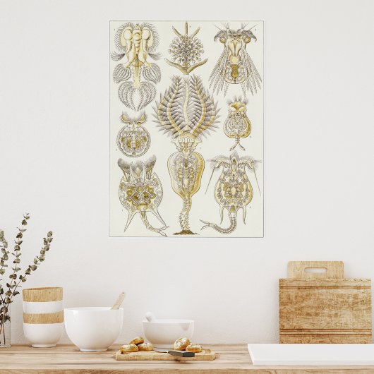Ernst Haeckel Art Print: Rotatoria Poster (Küche)
