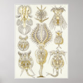 Ernst Haeckel Art Print: Rotatoria Poster (Vorne)