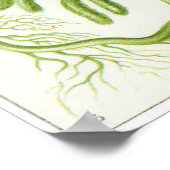 Ernst Haeckel Art Print: Siphoneae Poster (Ecke)