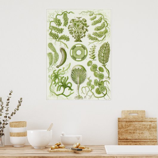 Ernst Haeckel Art Print: Siphoneae Poster (Küche)