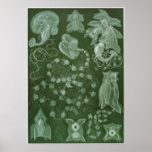 Ernst Haeckel Art Print: Siphonophorae Poster (Vorne)