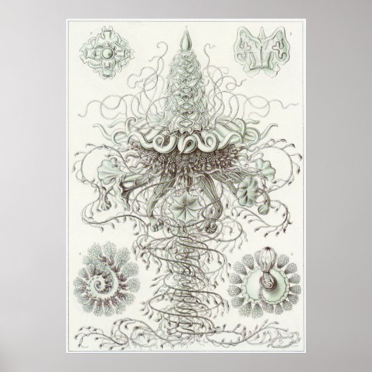 Ernst Haeckel Art Print: Siphonophorae Poster (Vorne)