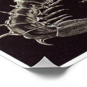 Ernst Haeckel Art Print: Thoracostraca Poster (Ecke)