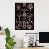 Ernst Haeckel Art Print: Thoracostraca Poster (Heimbüro)