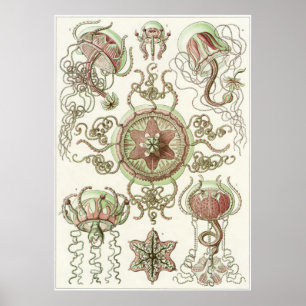 Ernst Haeckel Art Print: Trachomedusae Poster