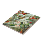 Ernst Haeckel Art Print: Trochilidae Fliese (Seite)