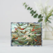 Ernst Haeckel Art Print: Trochilidae Postkarte (Stehend Vorderseite)