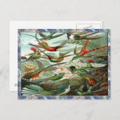 Ernst Haeckel Art Print: Trochilidae Postkarte (Vorne/Hinten)