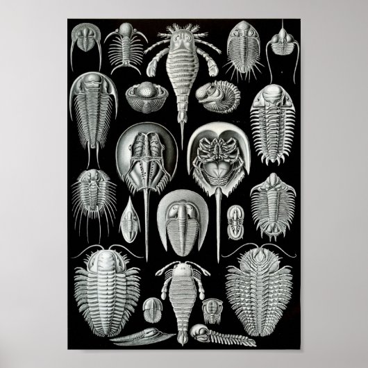 Ernst Haeckel Art Sea Life 11" x 8,5 Poster (Vorne)