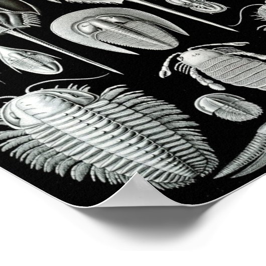 Ernst Haeckel Art Sea Life 11" x 8,5 Poster (Ecke)