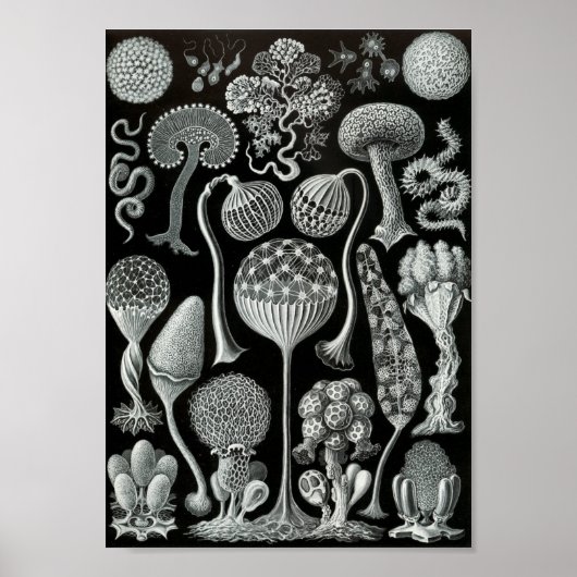 Ernst Haeckel Art Sea Life 11" x 8,5 Poster (Vorne)