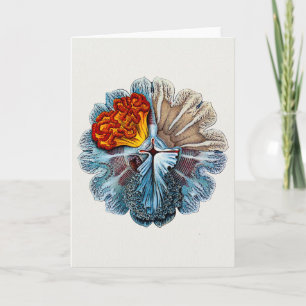 Ernst Haeckel Artforms of Nature Grußkarte Feiertagskarte