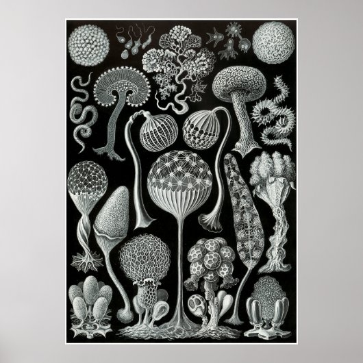 Ernst Haeckel Artforms of Nature Print Poster (Vorne)