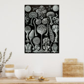 Ernst Haeckel Artforms of Nature Print Poster (Küche)
