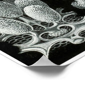 Ernst Haeckel Artforms of Nature Print Poster (Ecke)