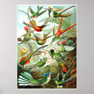 Ernst Haeckel Artforms of Nature Print Poster