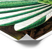 Ernst Haeckel Artforms of Nature Print Poster (Ecke)