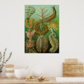Ernst Haeckel Artforms of Nature Print Poster (Küche)