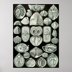 Ernst Haeckel Artforms of Nature Print Poster