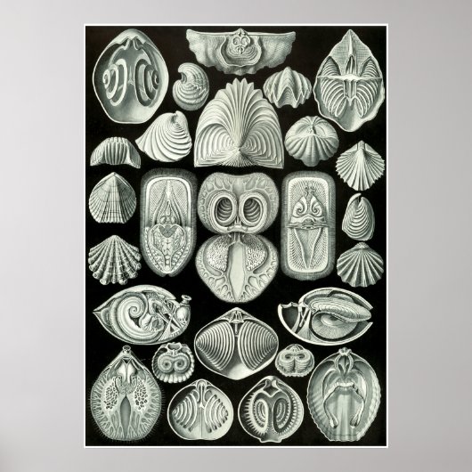 Ernst Haeckel Artforms of Nature Print Poster (Vorne)
