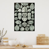 Ernst Haeckel Artforms of Nature Print Poster (Küche)