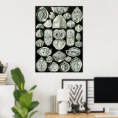 Ernst Haeckel Artforms of Nature Print Poster (Heimbüro)