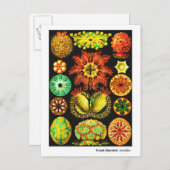 Ernst Haeckel Ascidiae Ankündigungspostkarte (Vorne/Hinten)