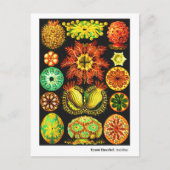 Ernst Haeckel Ascidiae Ankündigungspostkarte (Vorderseite)