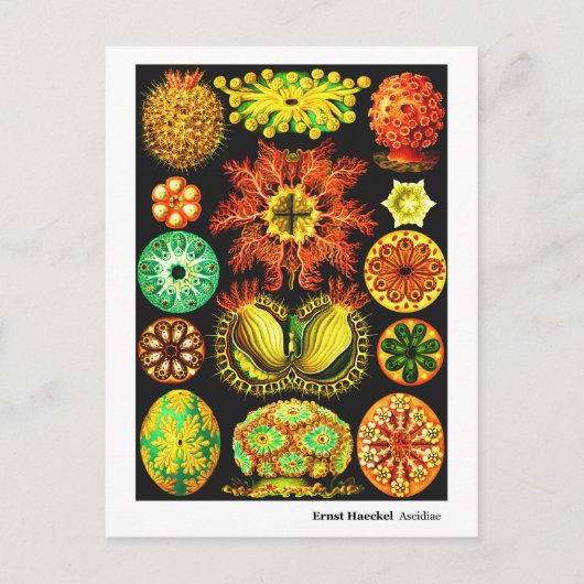 Ernst Haeckel Ascidiae Ankündigungspostkarte (Vorderseite)