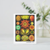 Ernst Haeckel Ascidiae Ankündigungspostkarte (Stehend Vorderseite)