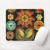 Ernst Haeckel - Ascidiae Detail1 Mousepad (Mit Mouse)