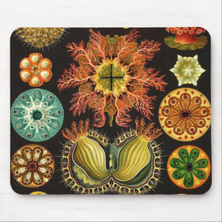 Ernst Haeckel - Ascidiae Detail1 Mousepad